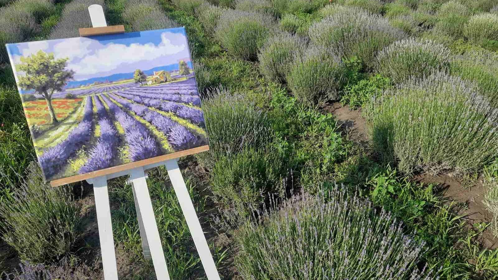 Лавандова ферма Purity – чарівне поле лаванди в Жидичині, ідеальне місце для фотосесій та релаксу.